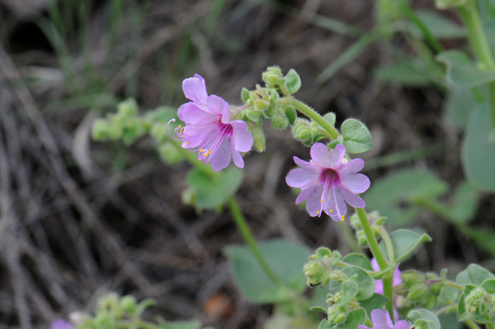 Mirabilis pumila, Dwarf Four O'clock